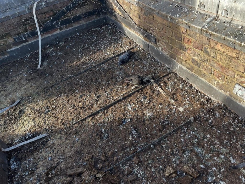 pest control before work